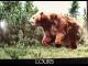 OURS (L') - THE BEAR