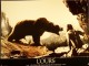 Photo du film OURS (L') - THE BEAR