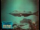 Photo du film VINGT MILLE LIEUES SOUS LES MERS - LOT PHOTOS - Titre original : 20.000 LEAGUES UNDER THE SEA