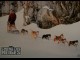 Photo du film CHIENS DES NEIGES - SNOW DOGS