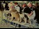 Photo du film CHIENS DES NEIGES - SNOW DOGS