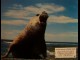 Photo du film SAUVAGE ET BEAU