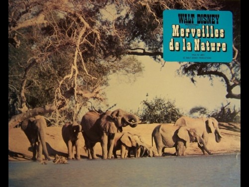 MERVEILLES DE LA NATURE - TRUE LIFE ADVENTURES