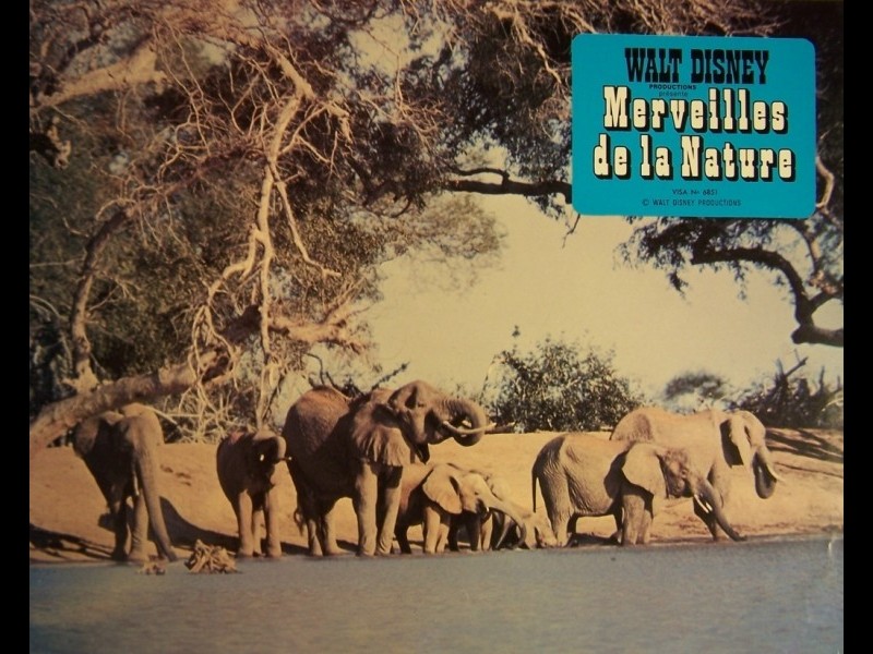 Photo du film MERVEILLES DE LA NATURE - TRUE LIFE ADVENTURES