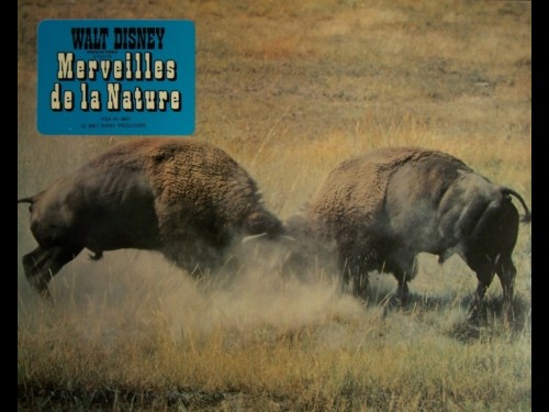 MERVEILLES DE LA NATURE - TRUE LIFE ADVENTURES