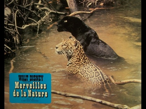 MERVEILLES DE LA NATURE - TRUE LIFE ADVENTURES