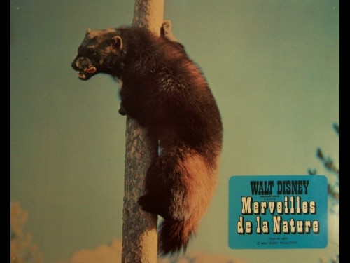 MERVEILLES DE LA NATURE - TRUE LIFE ADVENTURES