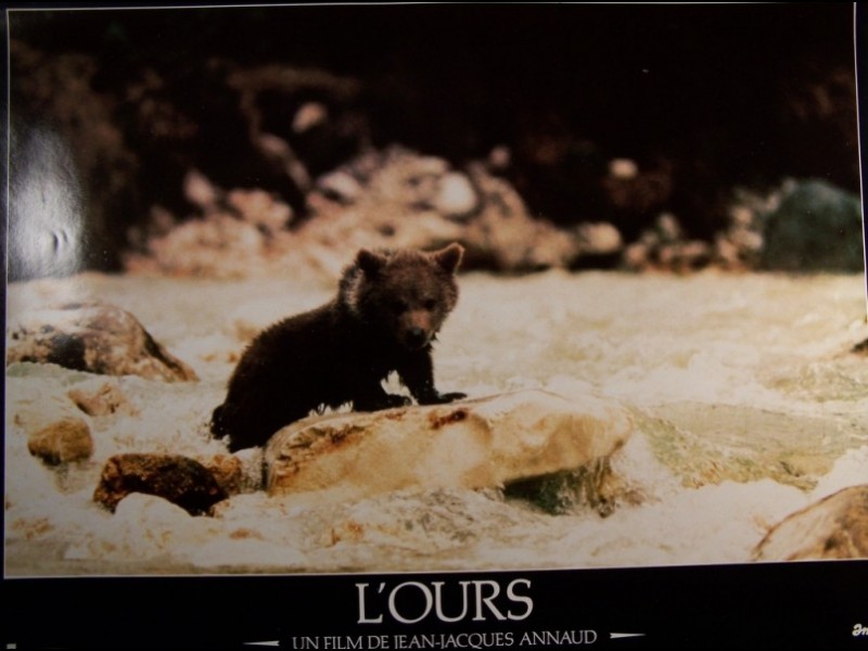 Photo du film OURS (L') - THE BEAR