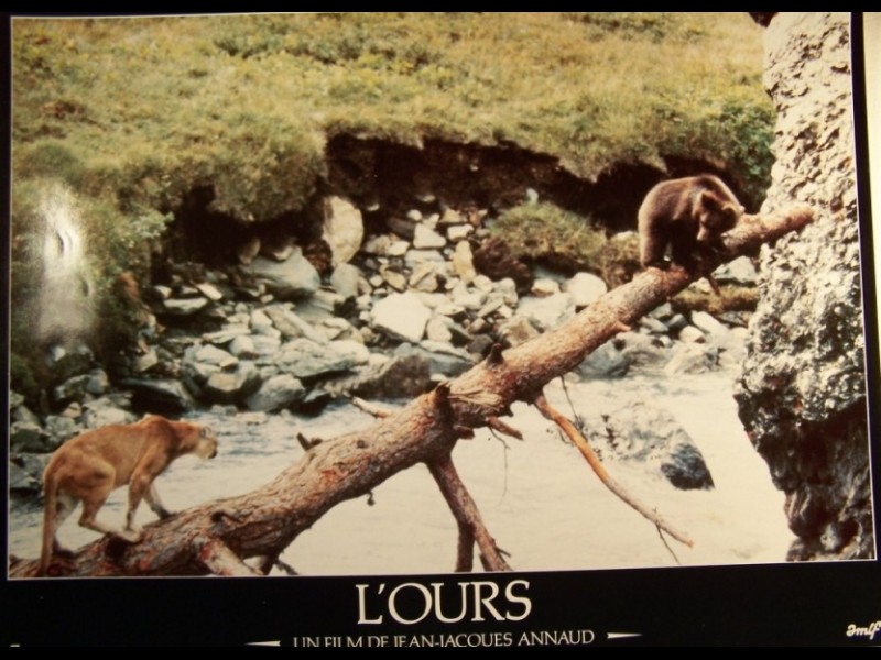 Photo du film OURS (L') - THE BEAR