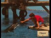 FLIPPER