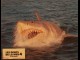 Photo du film DENTS DE LA MER 4 (LES) - JAWS: THE REVENGE