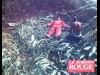 LE SORGHO ROUGE