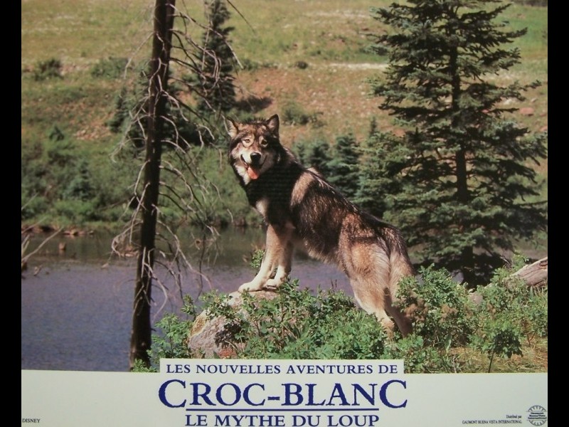 Photo du film CROC BLANC - WHITE FANG