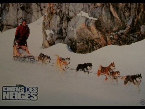 CHIENS DES NEIGES - SNOW DOGS