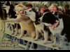 CHIENS DES NEIGES - SNOW DOGS