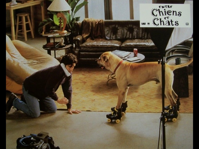 Photo du film ENTRE CHIENS ET CHATS - THE TRUTH ABOUT CATS AND DOGS