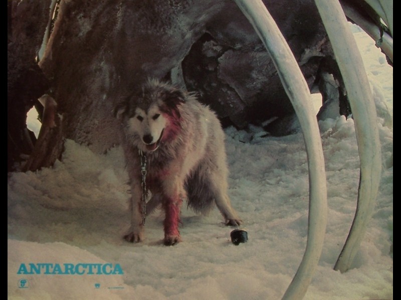 Photo du film ANTARTICA