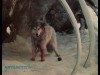 ANTARTICA