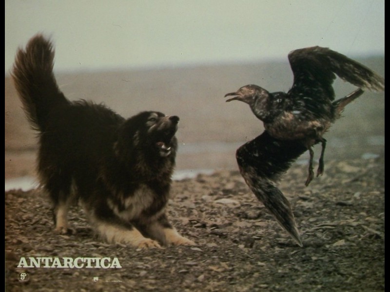 Photo du film ANTARTICA