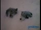 ANTARTICA