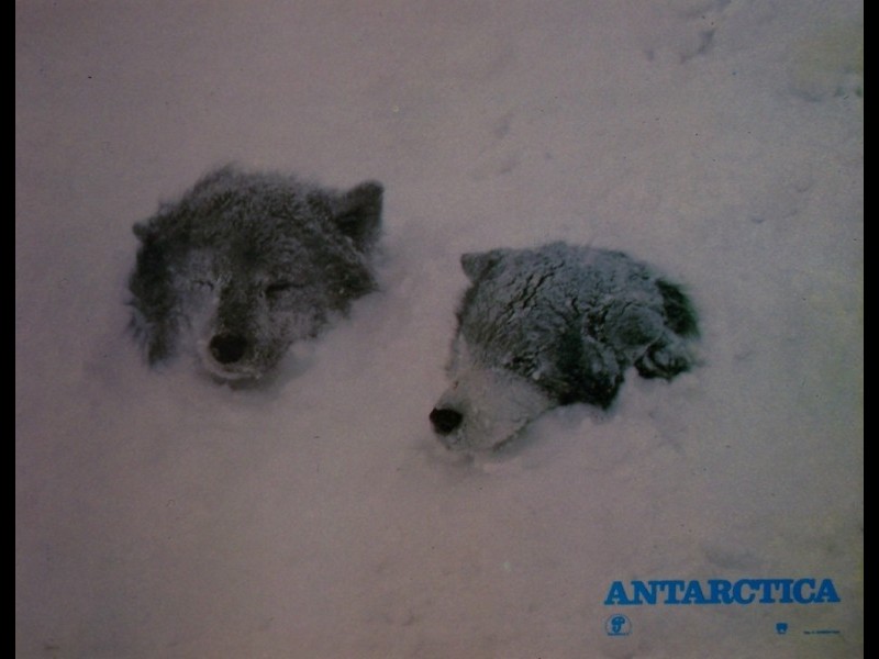 Photo du film ANTARTICA