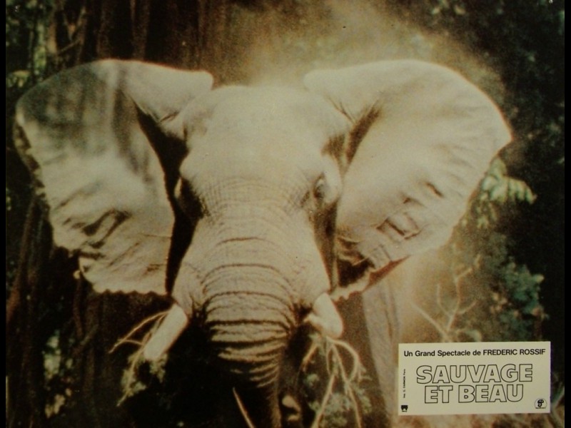 Photo du film SAUVAGE ET BEAU