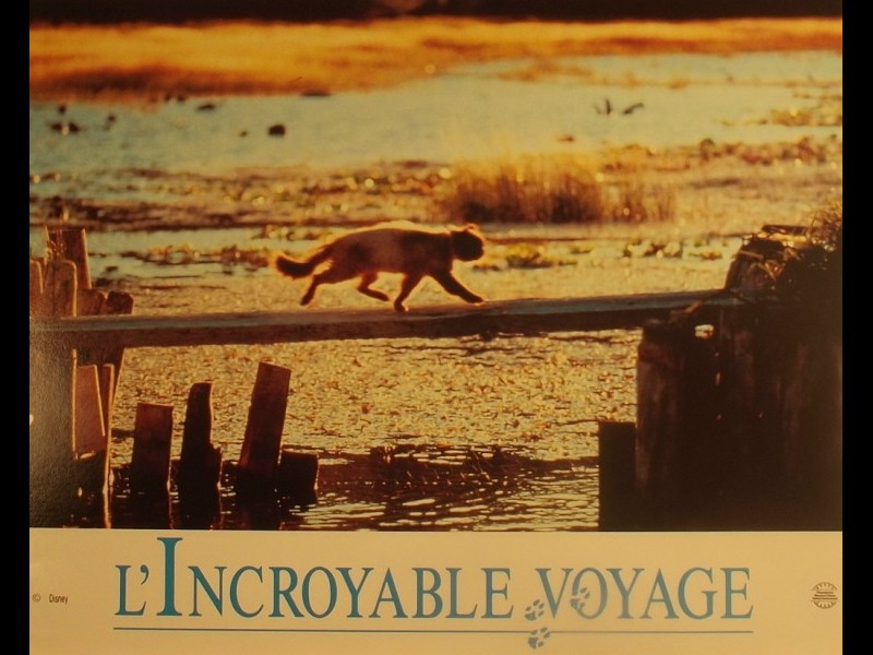 Photo du film INCROYABLE VOYAGE (L')