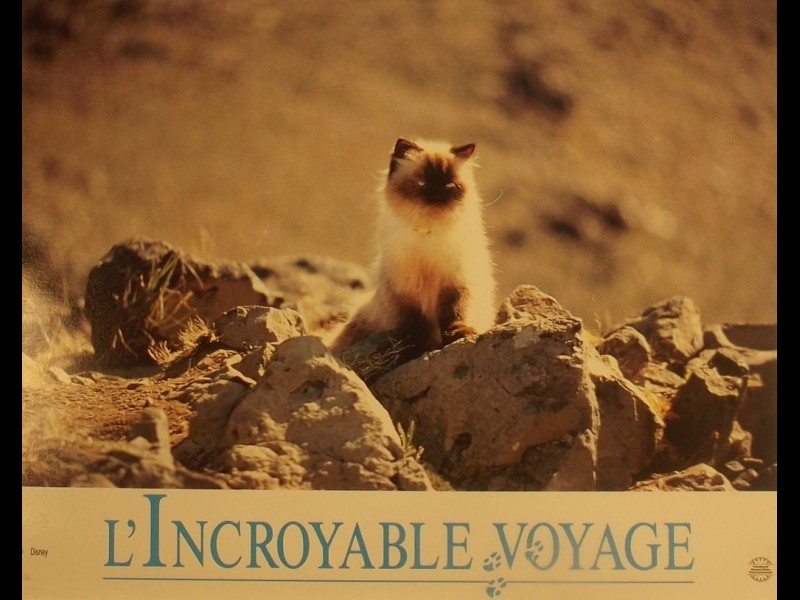 Photo du film INCROYABLE VOYAGE (L')