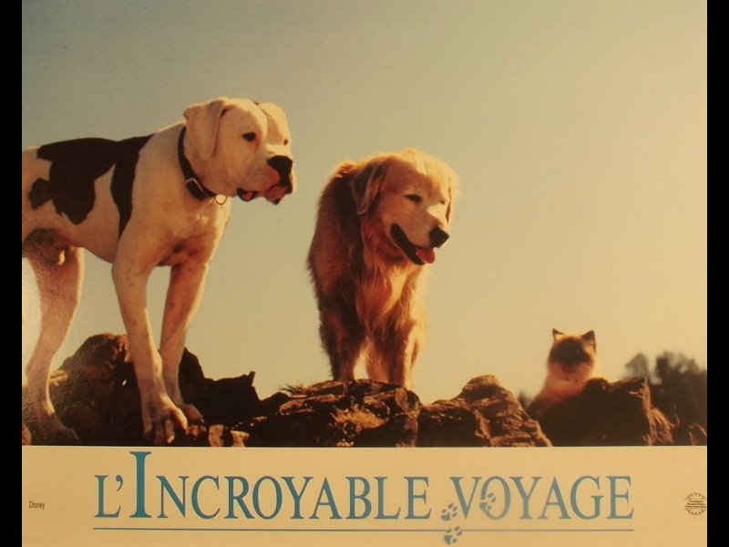film de chien l'incroyable voyage