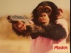 MOOKIE