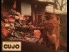 CUJO