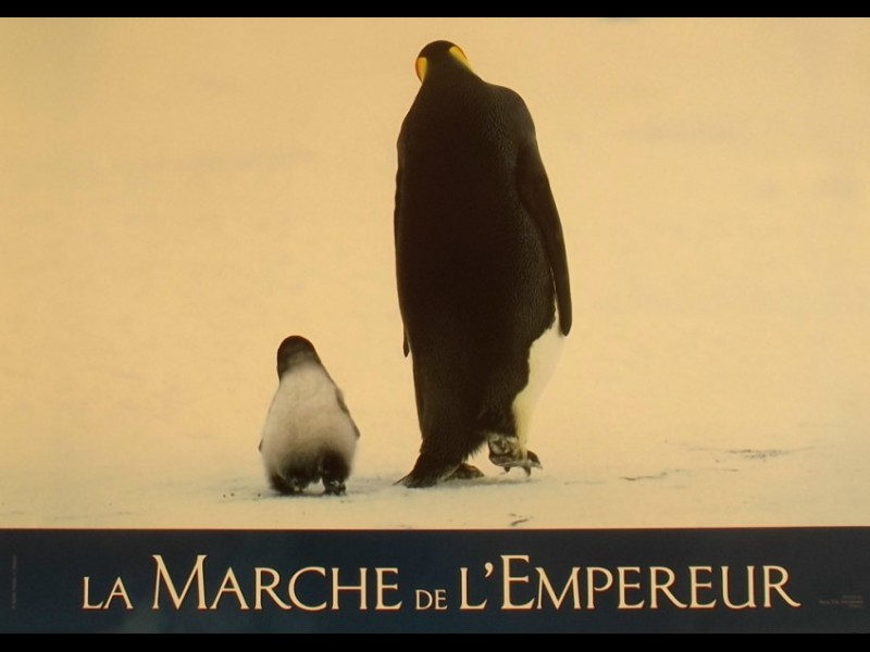 Photo du film MARCHE DE L'EMPEREUR (LA) - MARCH OF THE PENGUINS