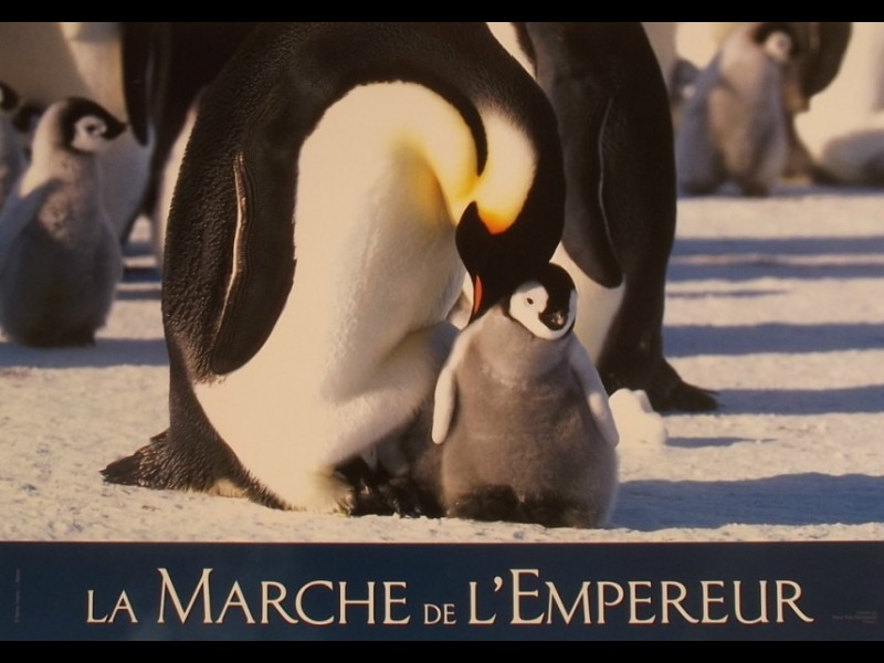 Photo du film MARCHE DE L'EMPEREUR (LA) - MARCH OF THE PENGUINS