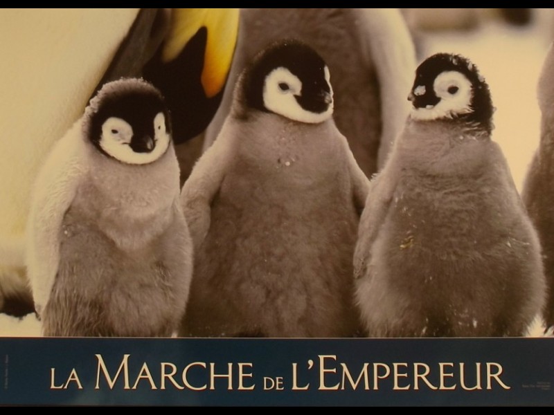 Photo du film MARCHE DE L'EMPEREUR (LA) - MARCH OF THE PENGUINS