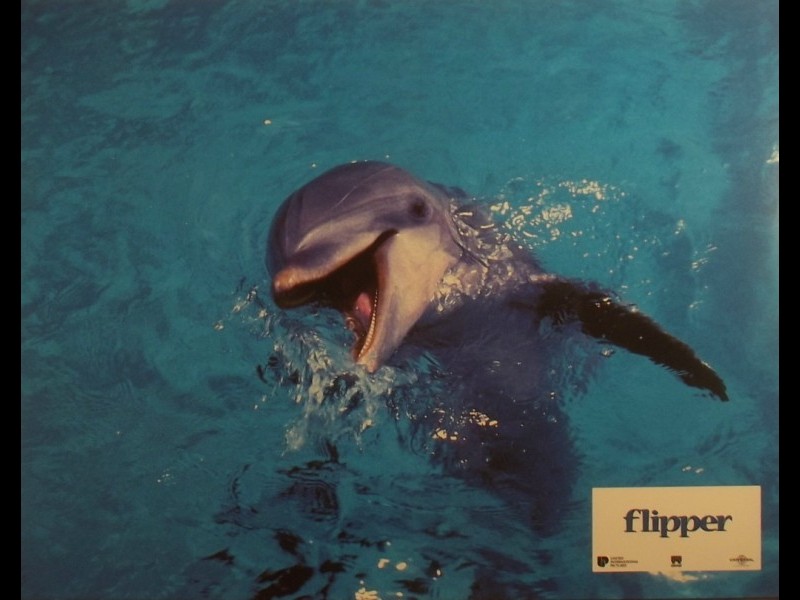 Photo du film FLIPPER