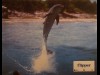 FLIPPER