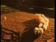 Photo du film BABE, LE COCHON DEVENU BERGER