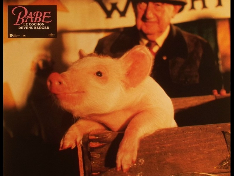 Photo du film BABE, LE COCHON DEVENU BERGER