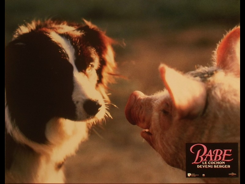 Photo du film BABE, LE COCHON DEVENU BERGER