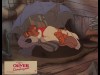 OLIVER ET COMPAGNIE