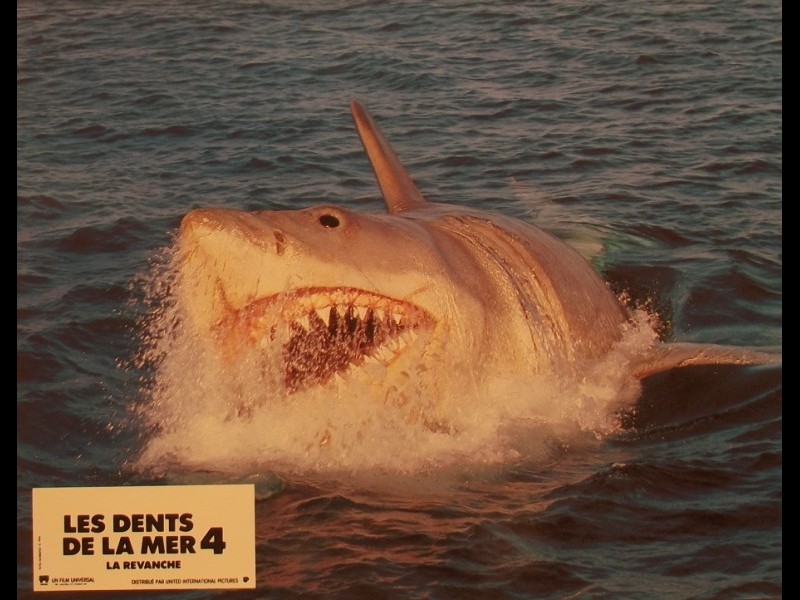 Photo du film DENTS DE LA MER 4 (LES) - JAWS: THE REVENGE
